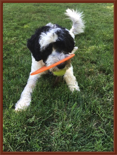 Riley the Frisbee Dog